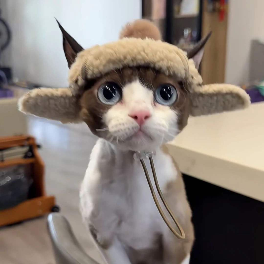 宠物狗狗拍照保暖防风帽子小型犬春秋露耳朵加厚可调节柯基