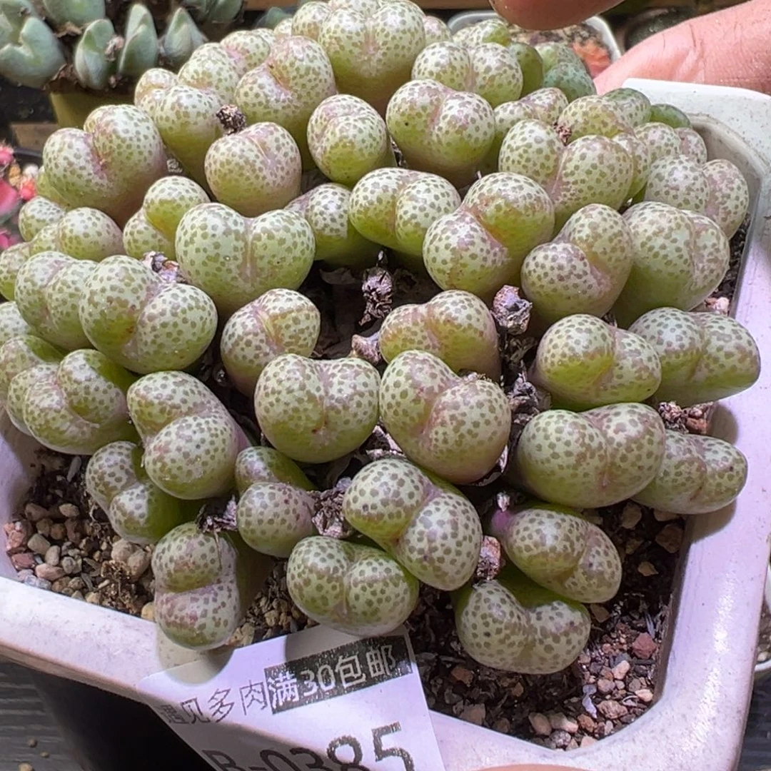 姬***君多肉植物11111111111