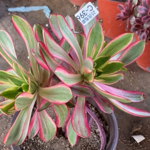 396红魔女满25包邮多肉