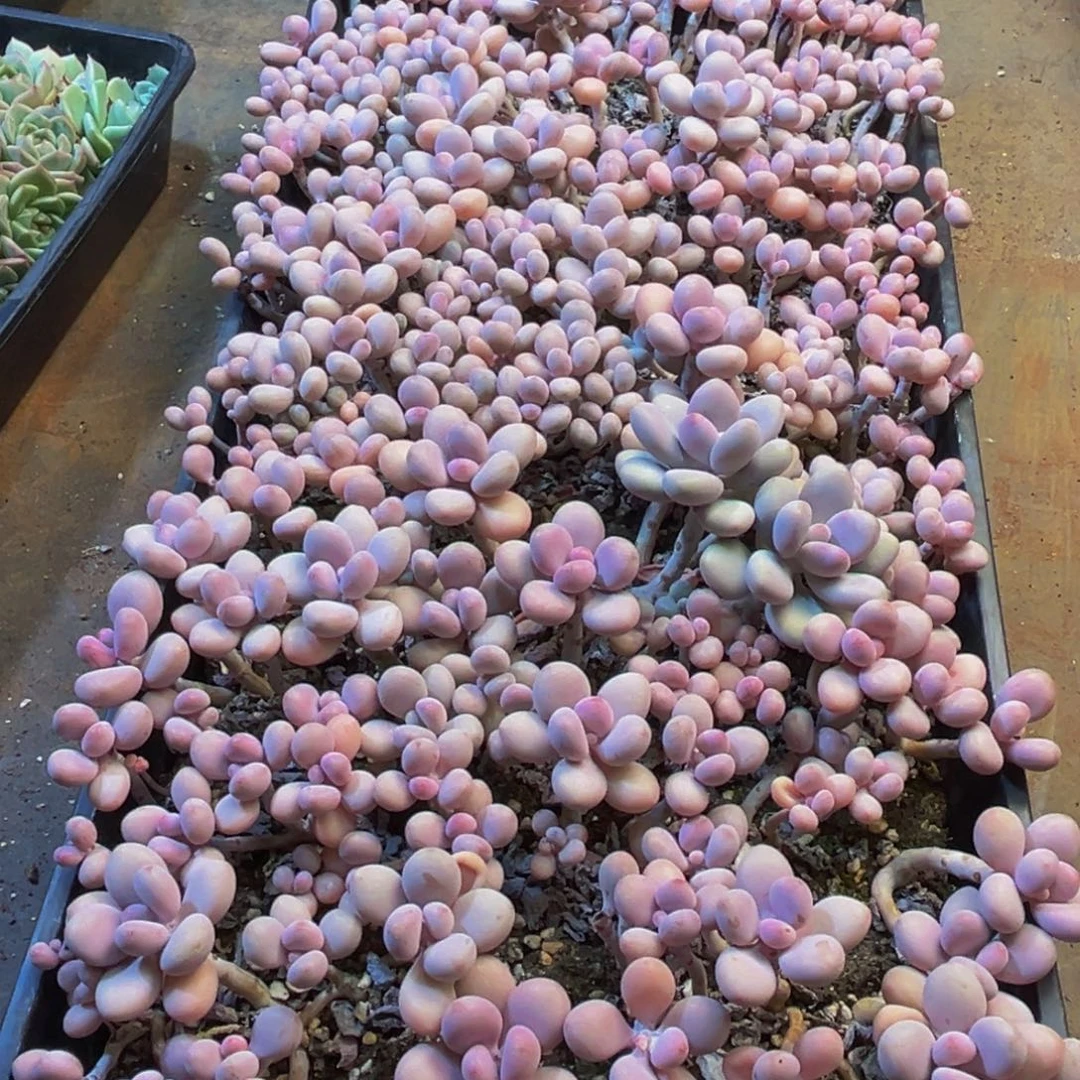673多肉植物和植物在这里繁衍