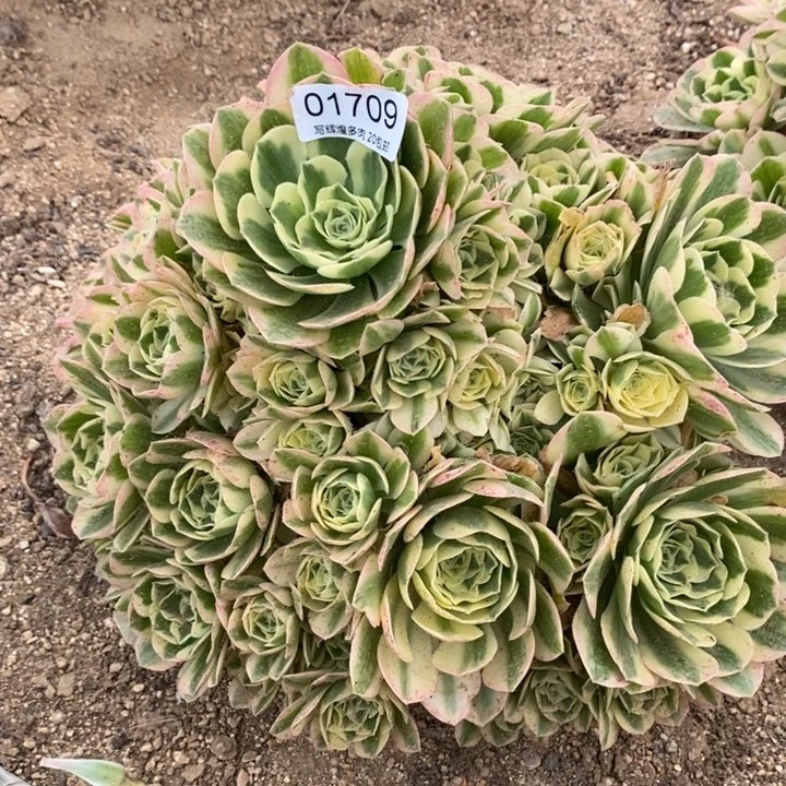 不***续01709迈巴赫多肉植物