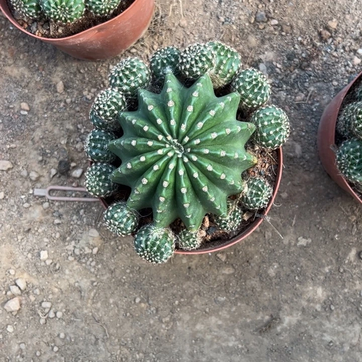 平***安吉祥如意的一天从早上