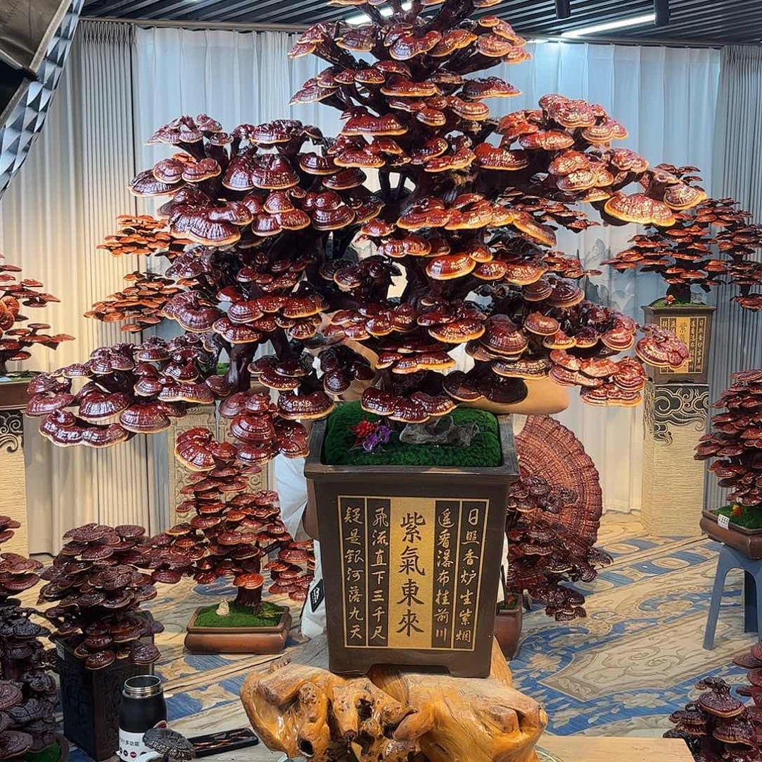 无花朵88888888888888