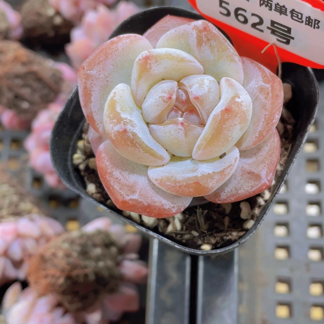 562号 天花板大白兔