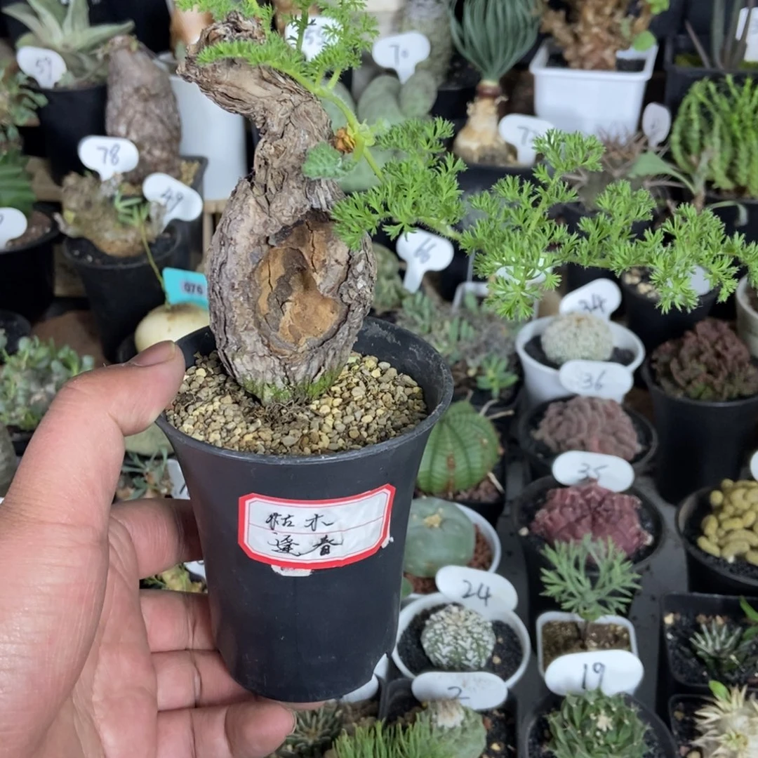 枯木阳奎一物一拍