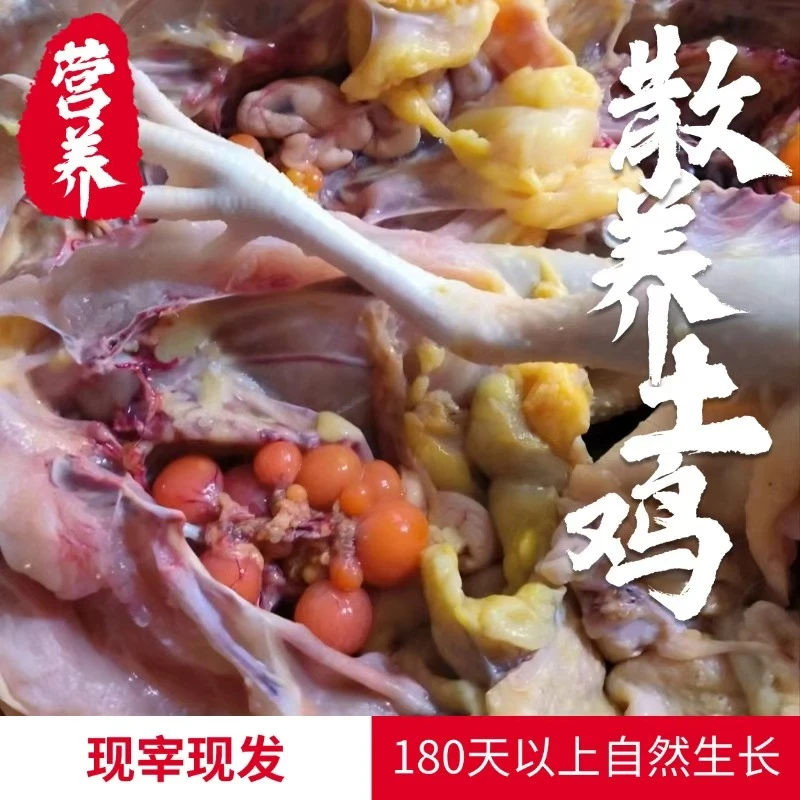 农家散养走地老母鸡新鲜现杀正宗土鸡滋补佳品