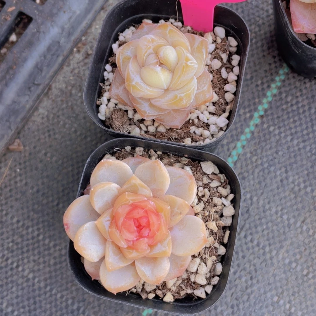 650号 大白兔加孤品糖心