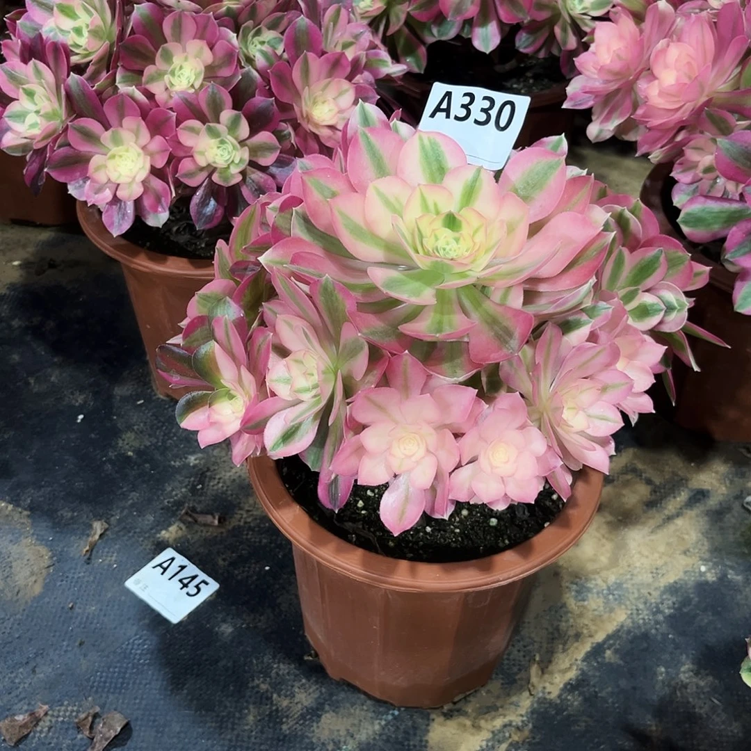 多肉植物粉女巫330多肉