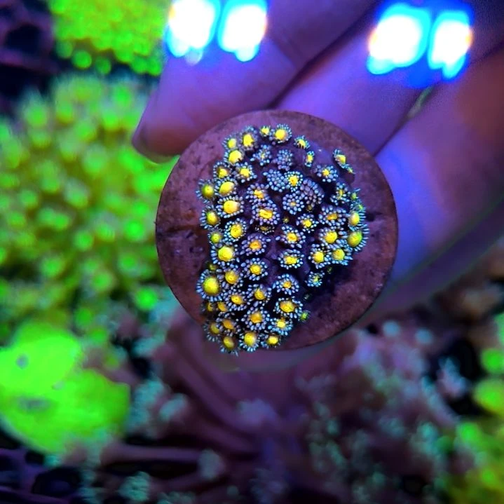 纽扣珊瑚宝石花，，，，