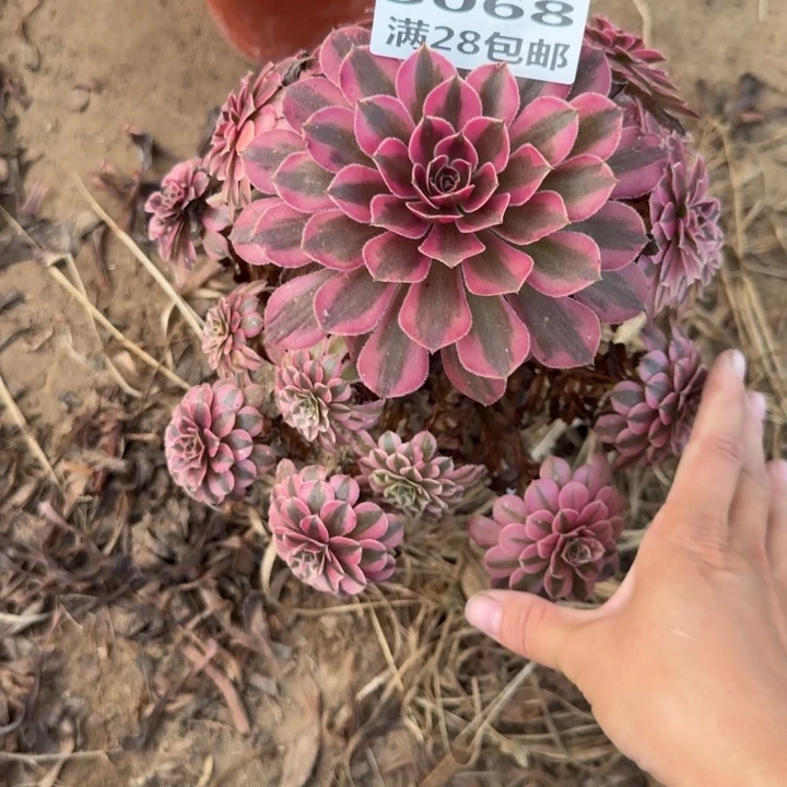 5068二号棚月亮女神O