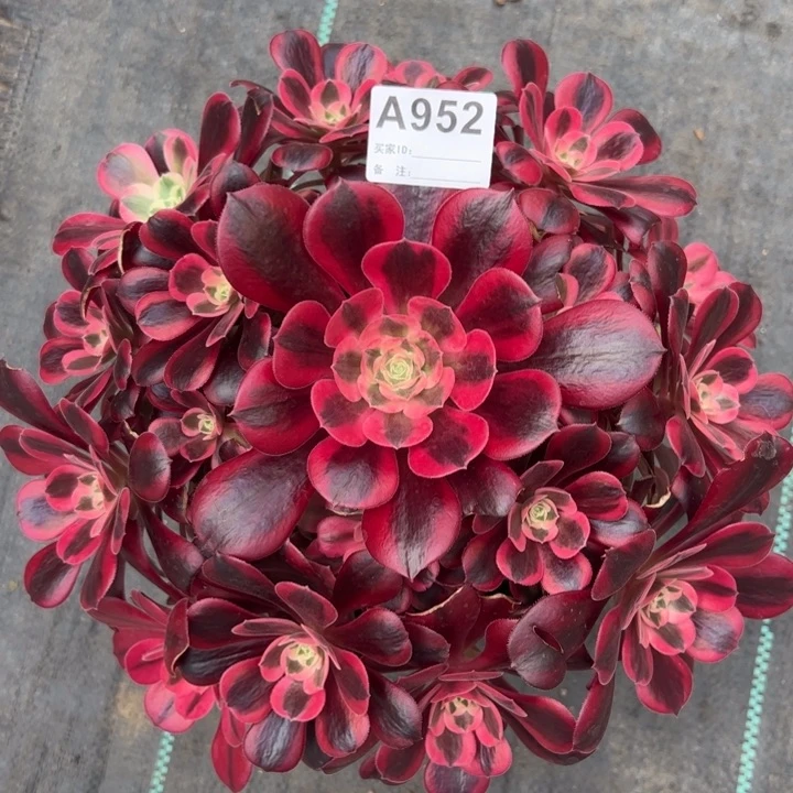 952美杜莎25厘米左右