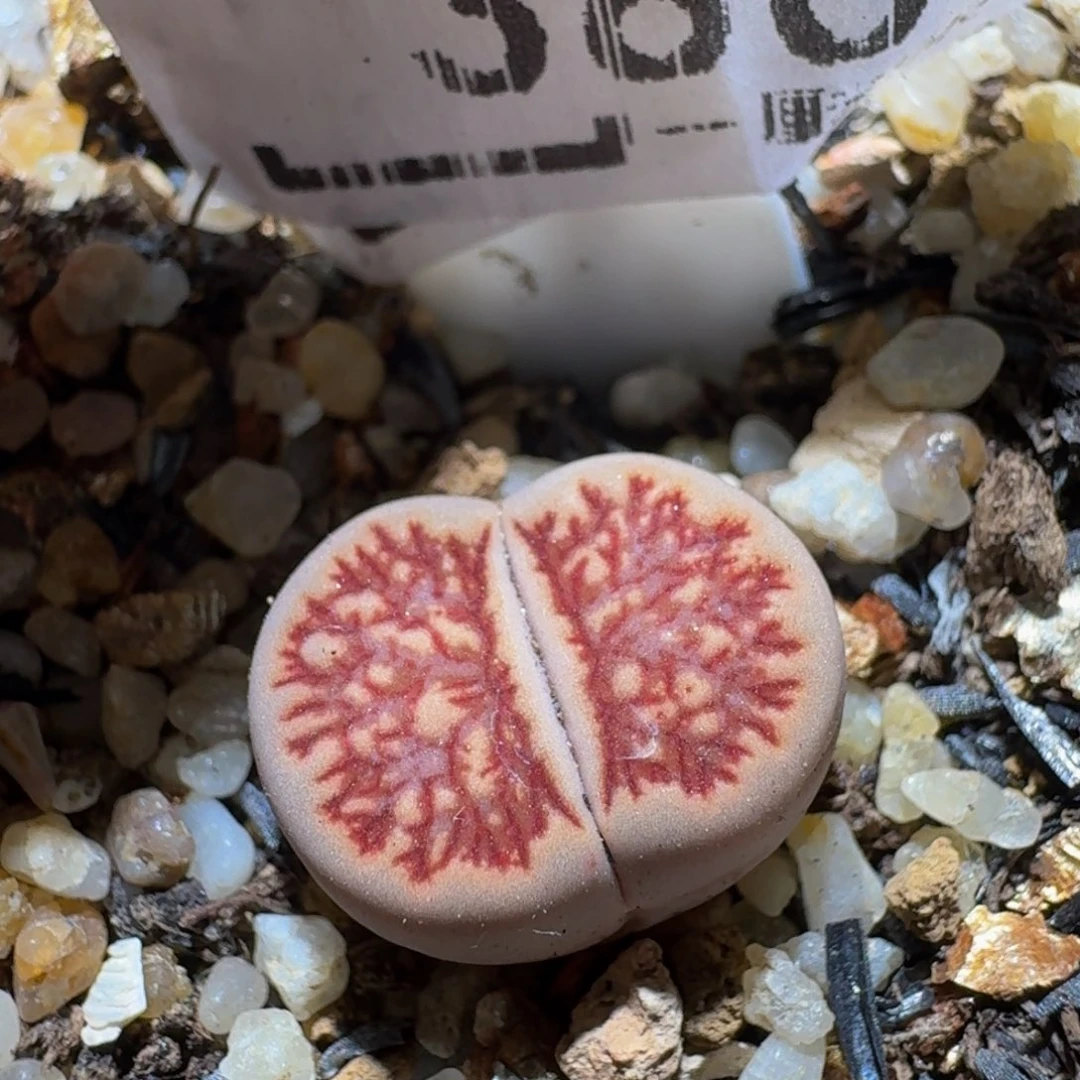Sssss精品生石花386