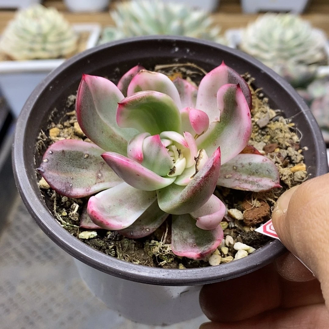2163 弗朗明戈锦 微瑕 需延时发货