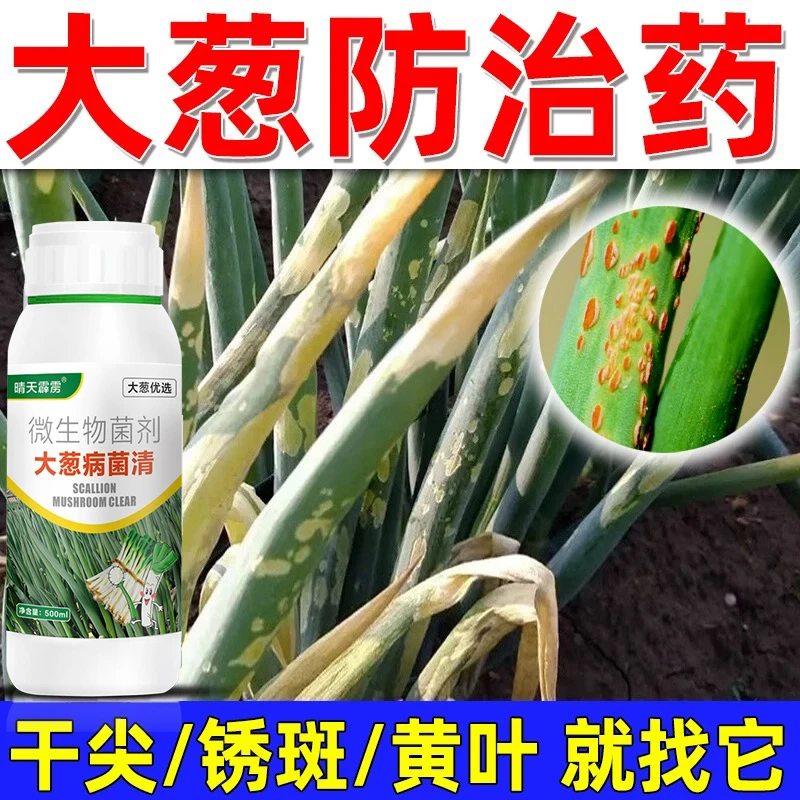 大葱病菌清防干尖黄叶斑点软腐病疫病白粉病锈病大葱微生物菌剂