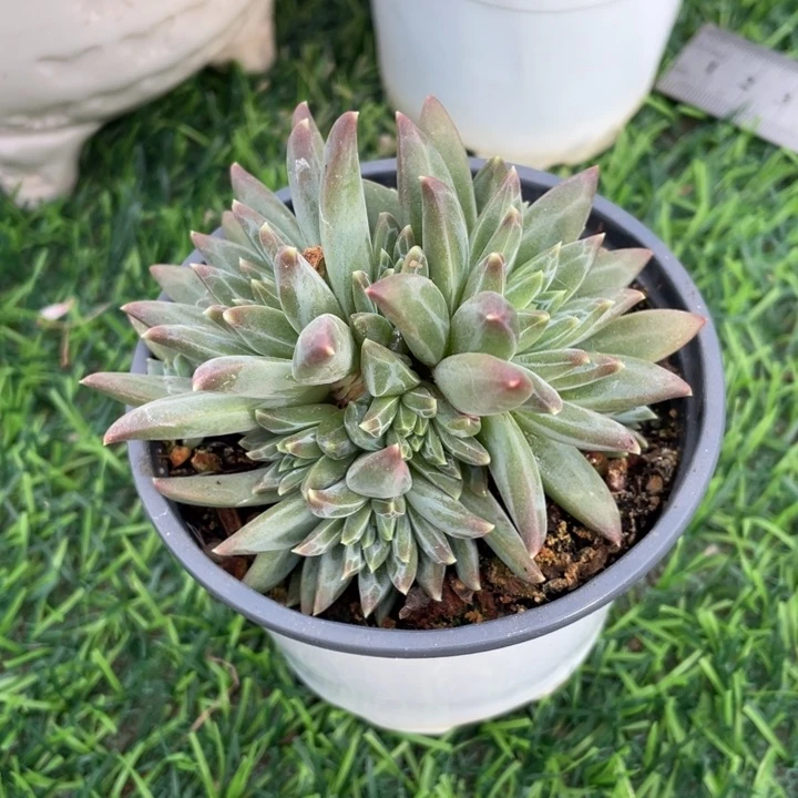 美人杂冠幅8.5 公分一物一拍