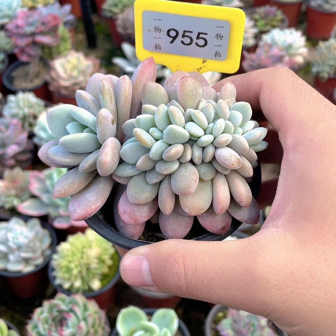 S***7955号多肉植物保护