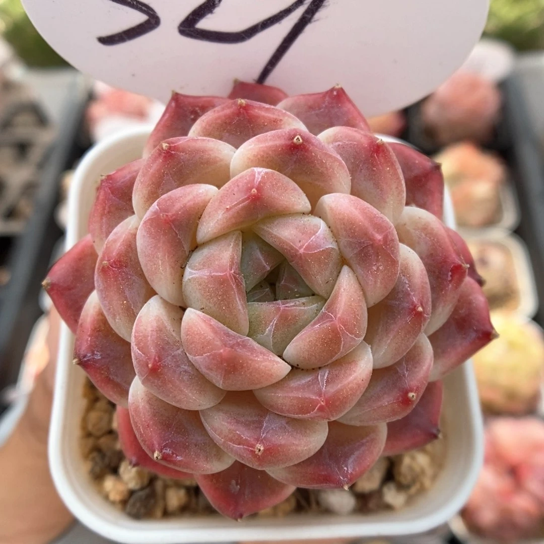 巧克力冰魄可拍321号。