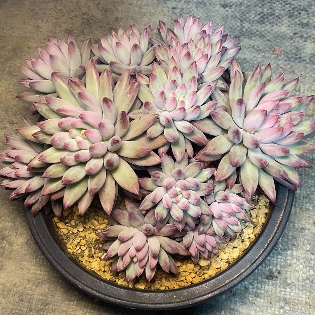 A**牛一物一拍，美人多肉