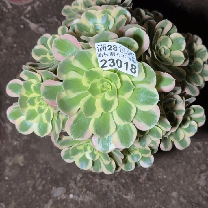 23018女郎多肉植物