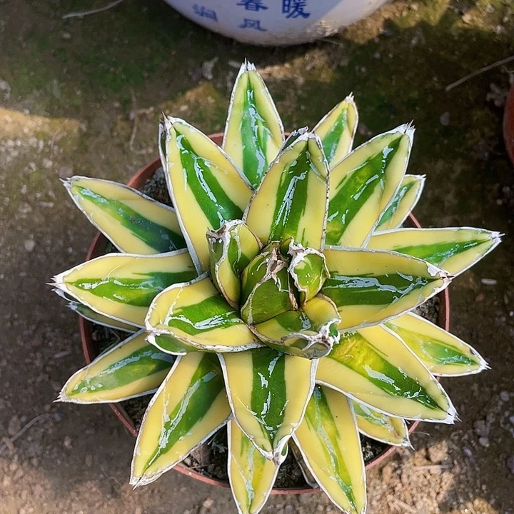 完全开放辉山龙舌兰裸根发货15cm