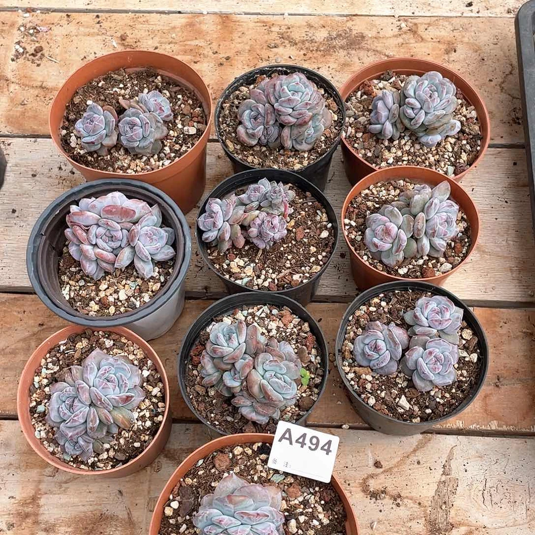 494多肉植物多肉植物