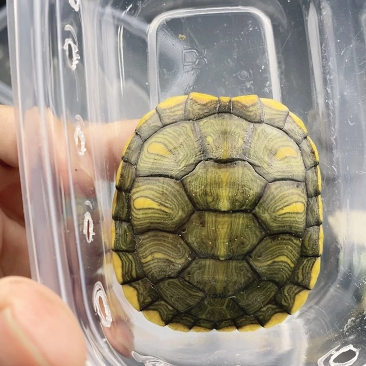 巴西彩龟母666666666