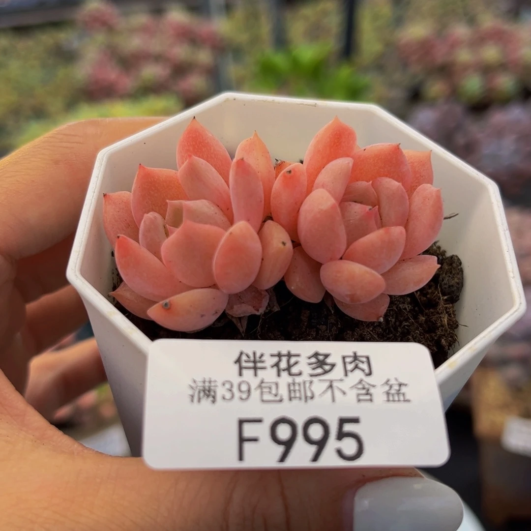 995-冰魄多肉4cm多肉