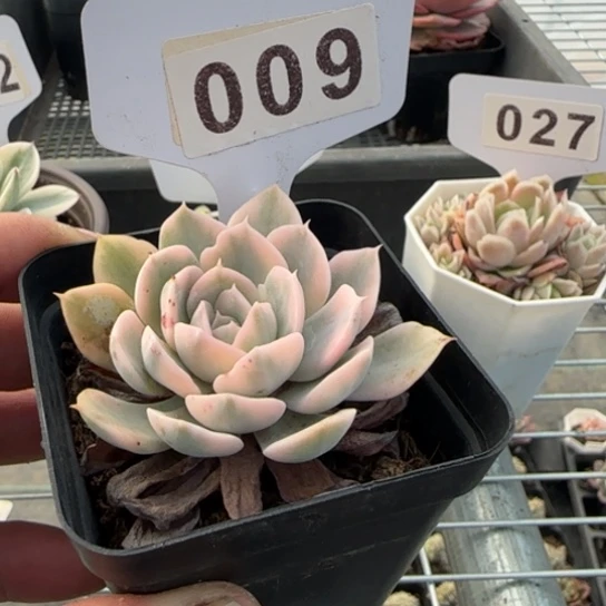9 一物一拍多肉1