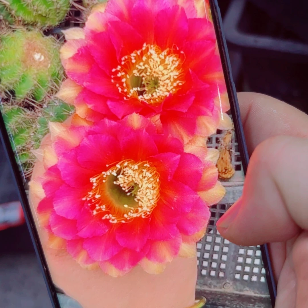 333彩草100 歪无根侧芽4公分左右20包邮