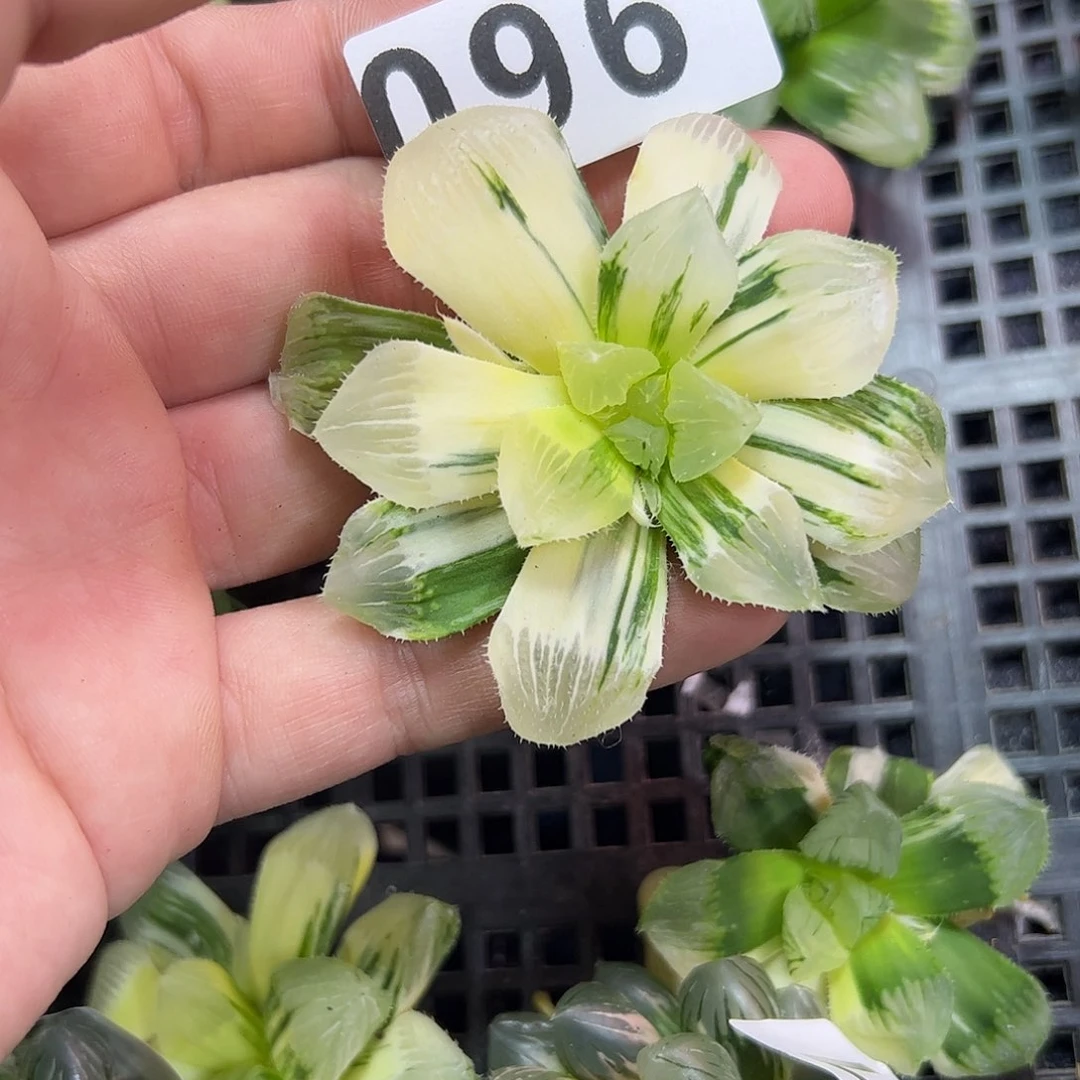 你**天红红火火恍恍惚惚