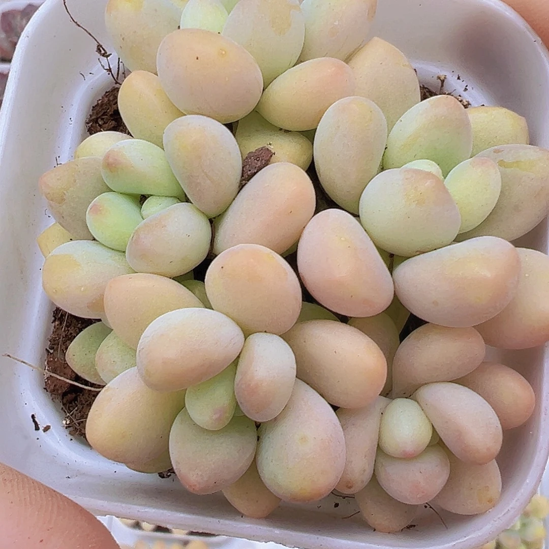 5头起蛋糕奶酪19包邮