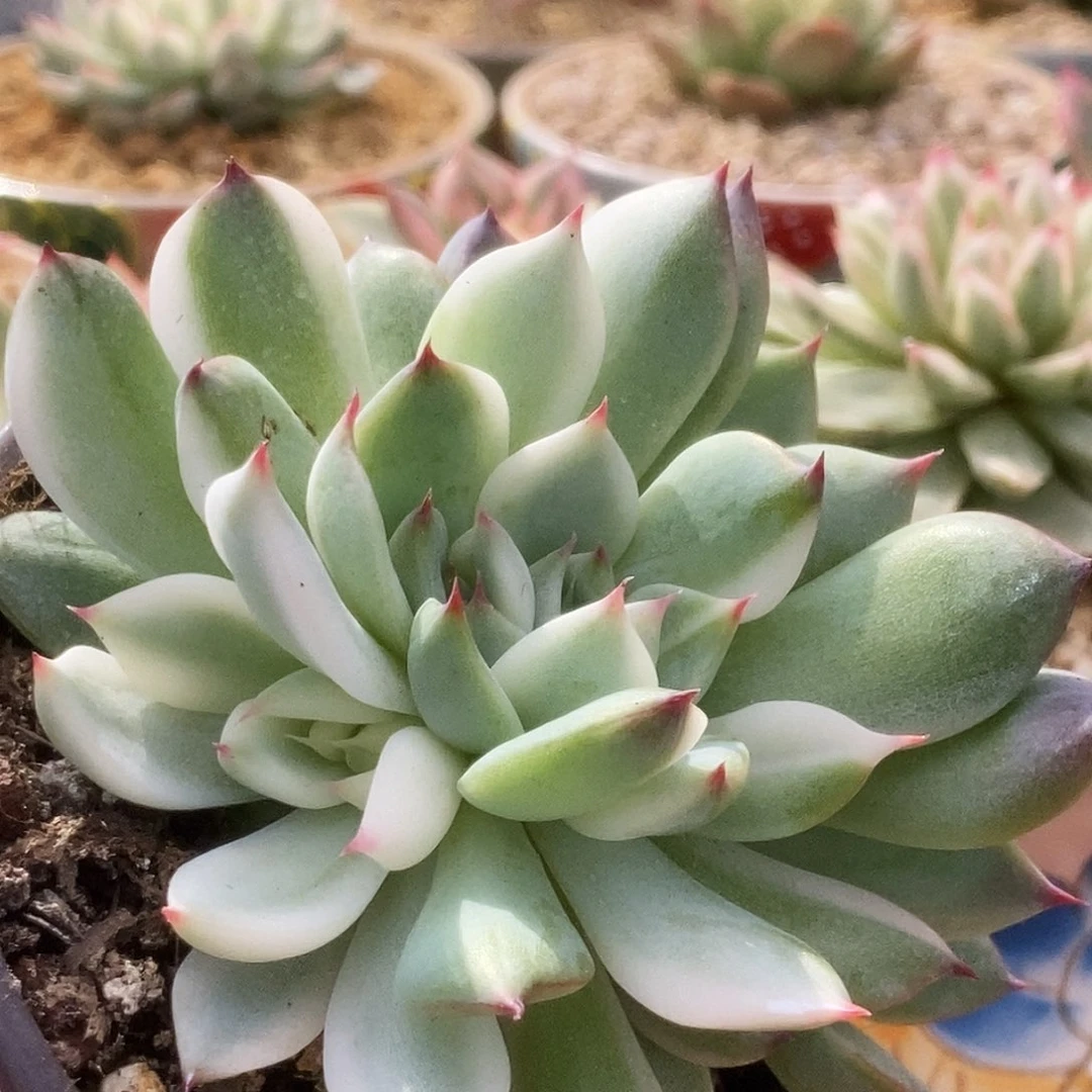 180朵朵缀锦锦锦锦锦锦锦锦