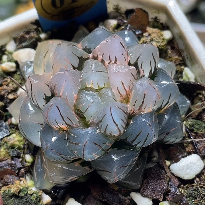 611水中月锦亚成猪