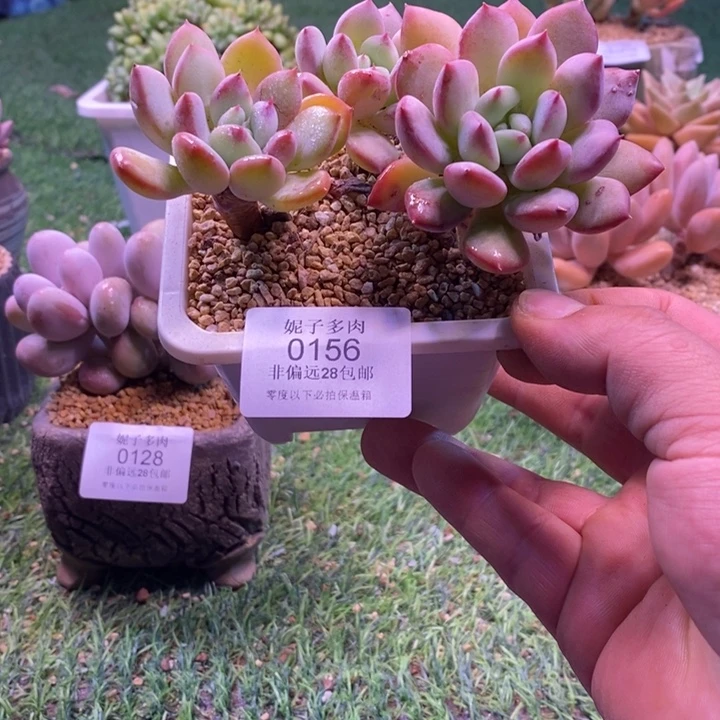 0156啊啊啊啊啊啊啊啊啊啊啊啊