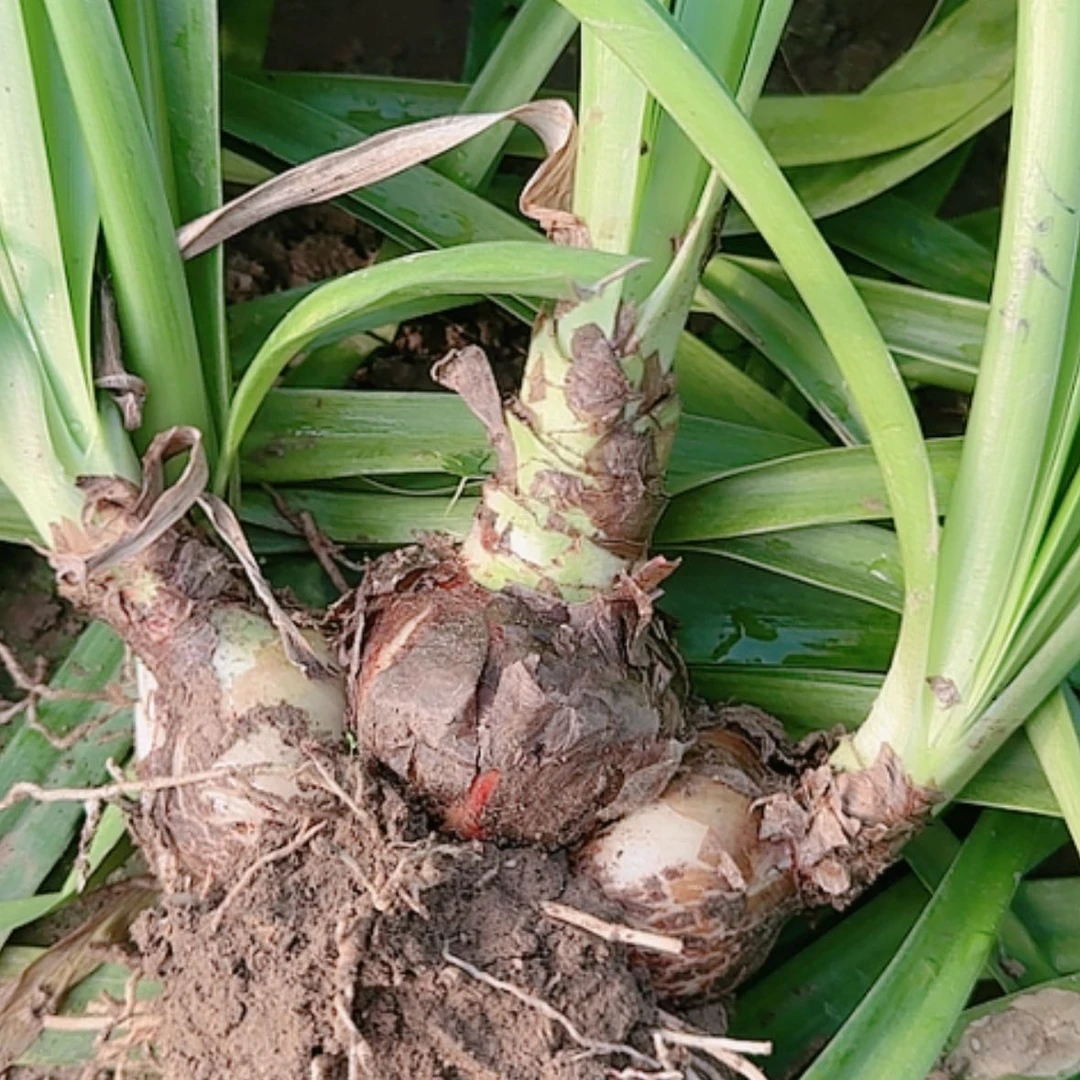 【闪购商品】无花朵盲盒坨坨