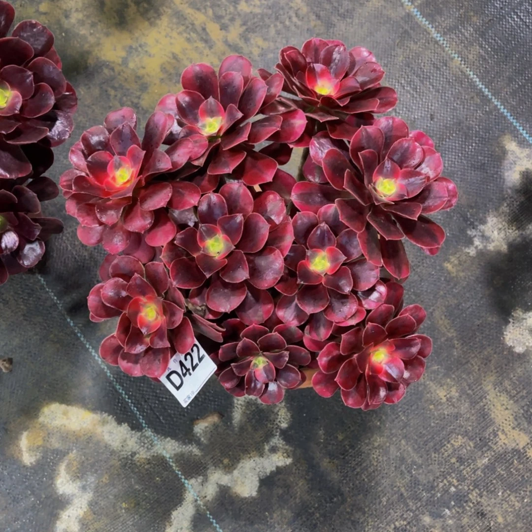 南***。42200美杜莎福利可以拍