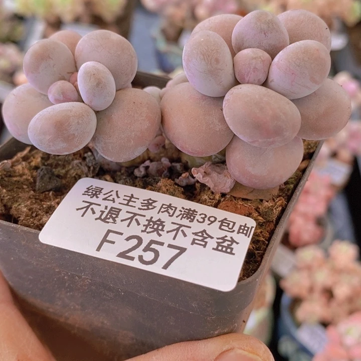 芭比奶洛6cm257多肉植物