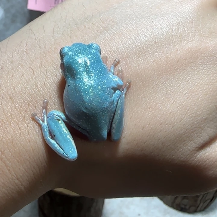 老爷树蛙天残手蛙蛙