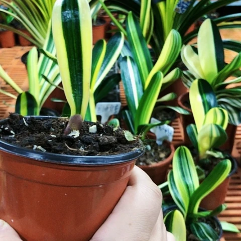 【闪购商品】时****恒