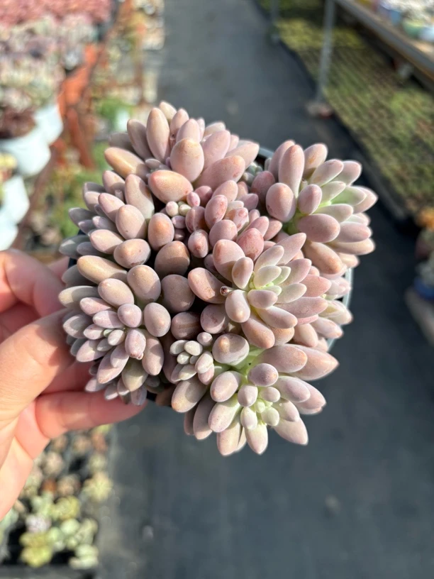 星黛露多肉整群11㎝盆 只发新疆一单包邮