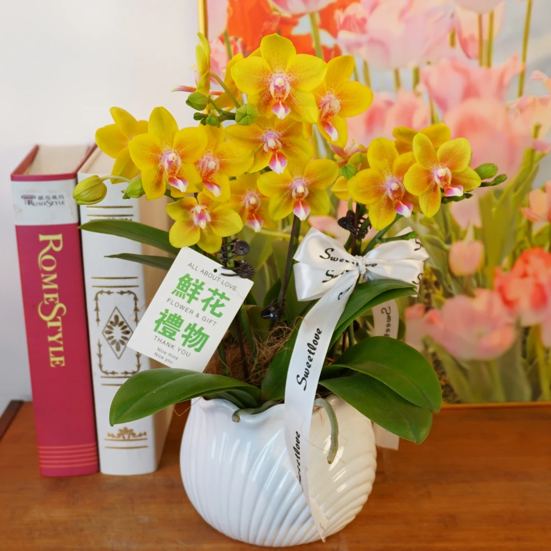 【香水黄金】蝴蝶兰鲜花精致组盆 开花株 室内绿植 养兰基地直发