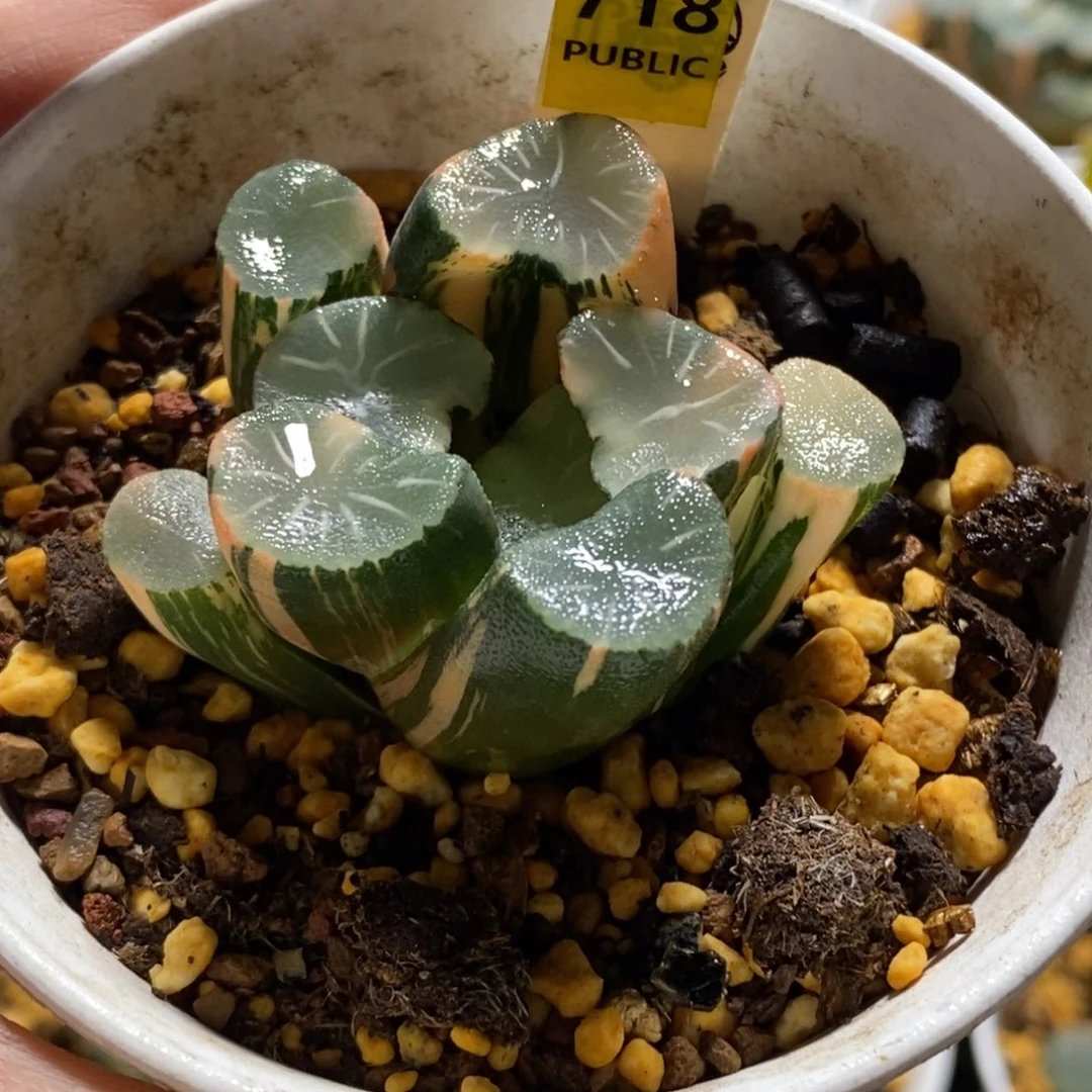 718欧大宝万象锦一物一图