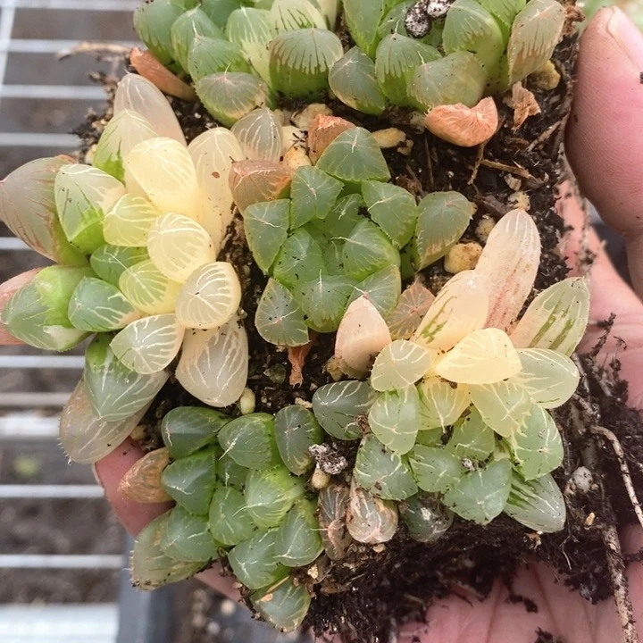 默**了1555。 福利。