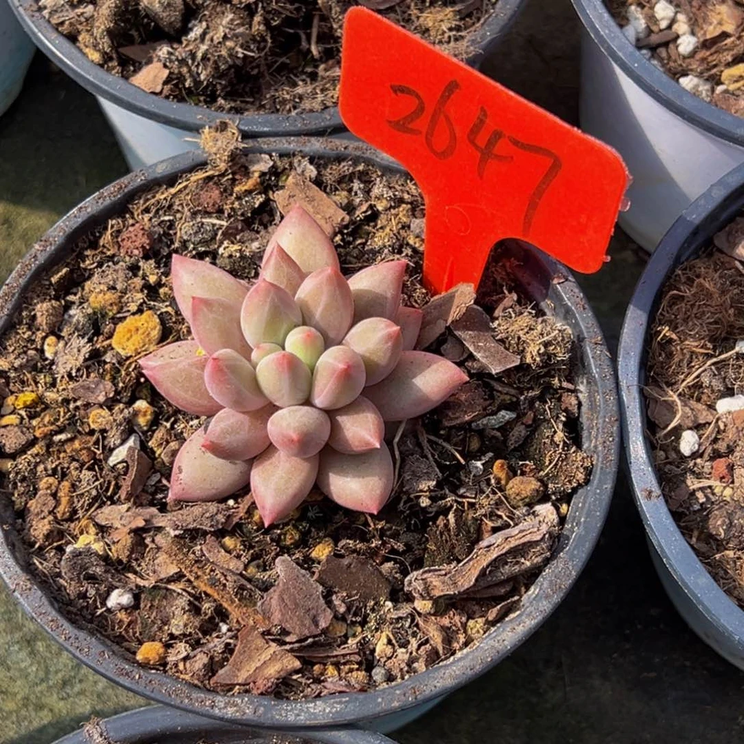 行****兵2647号上午多肉植物群生