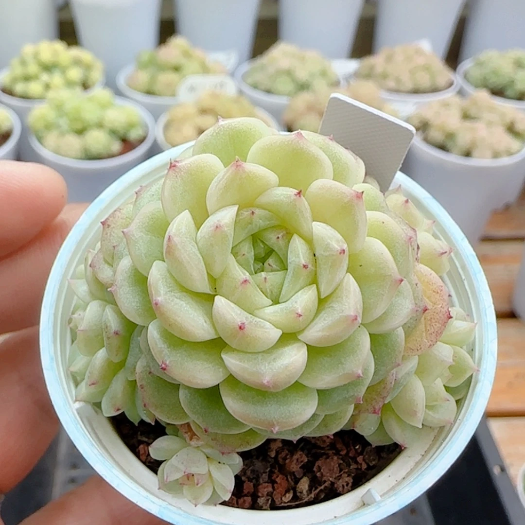 1109-155（xx-58）优选