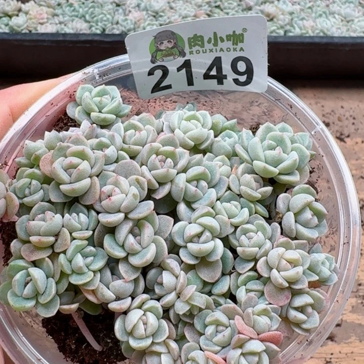 多肉植物多肉植物