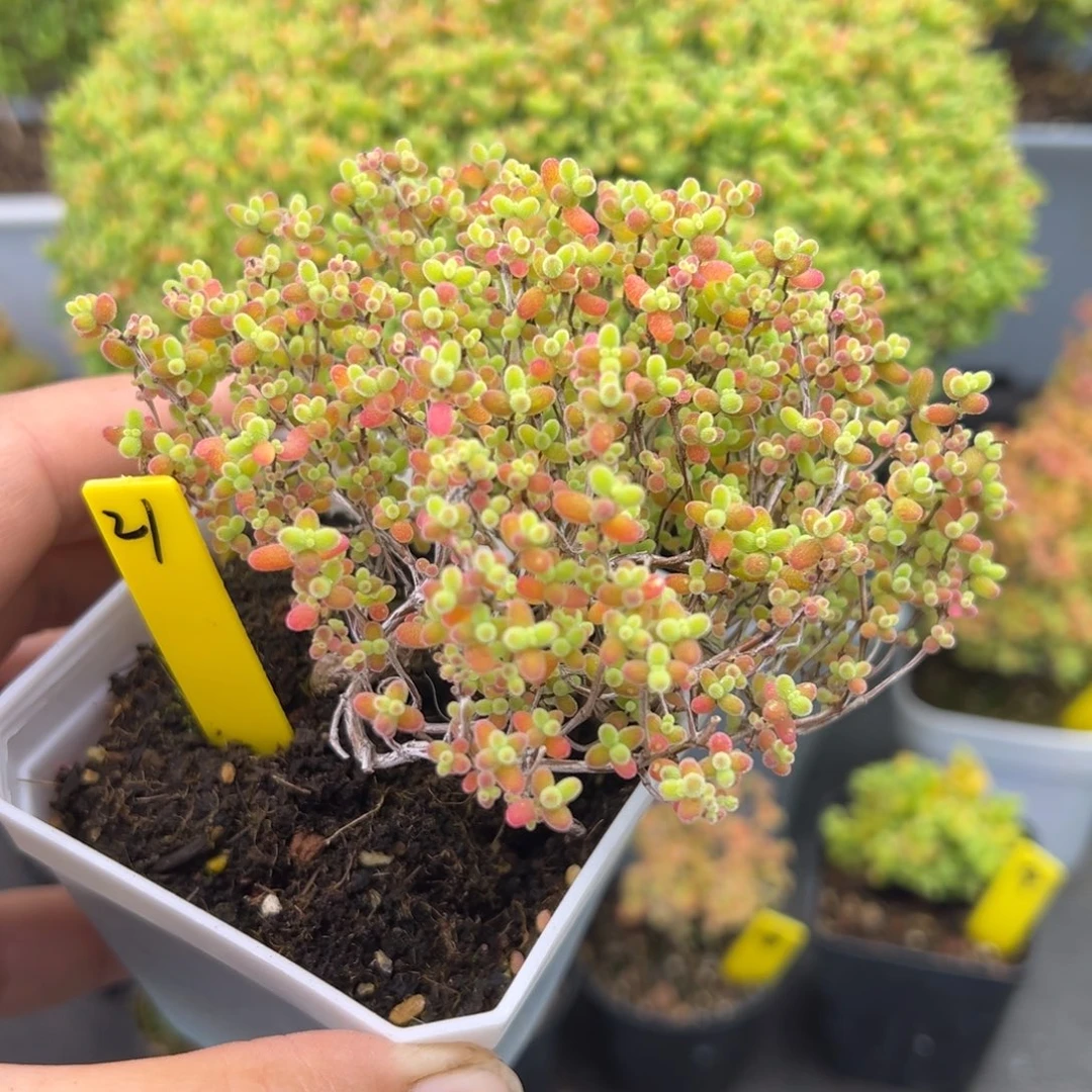 造型桩21号蜜橘7cm盆