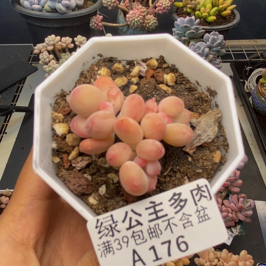 176苹果奶二代多肉4c m