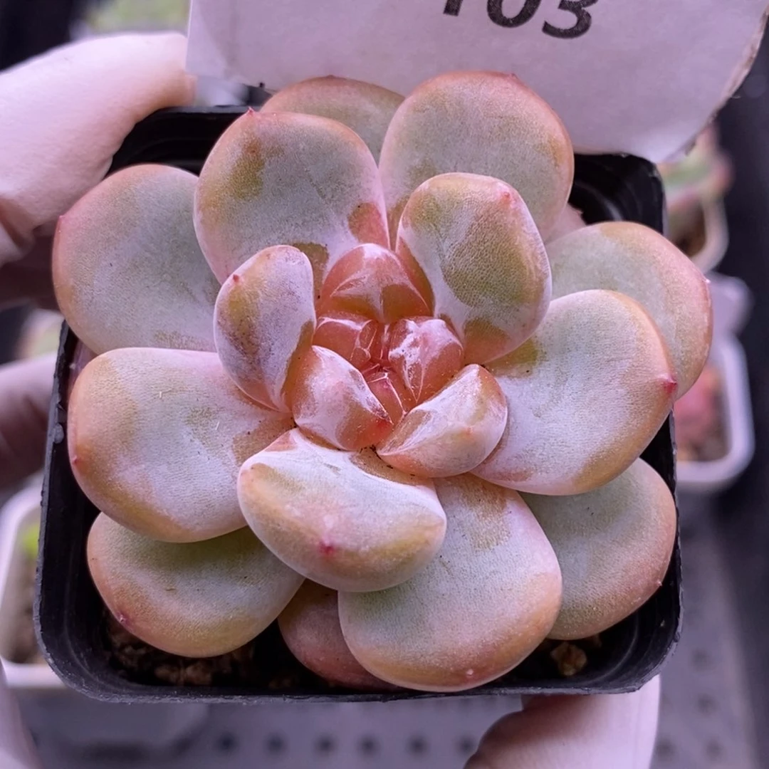 【闪购商品】30-103大白