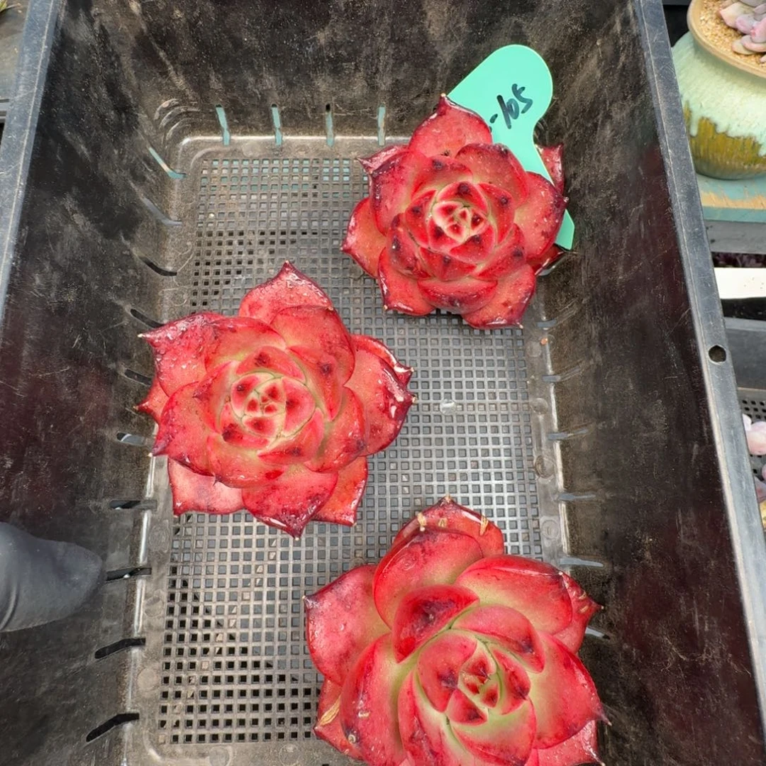 从前慢多肉精选编号0103.105